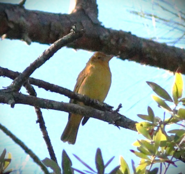 Scarlet Tanager - ML644945587