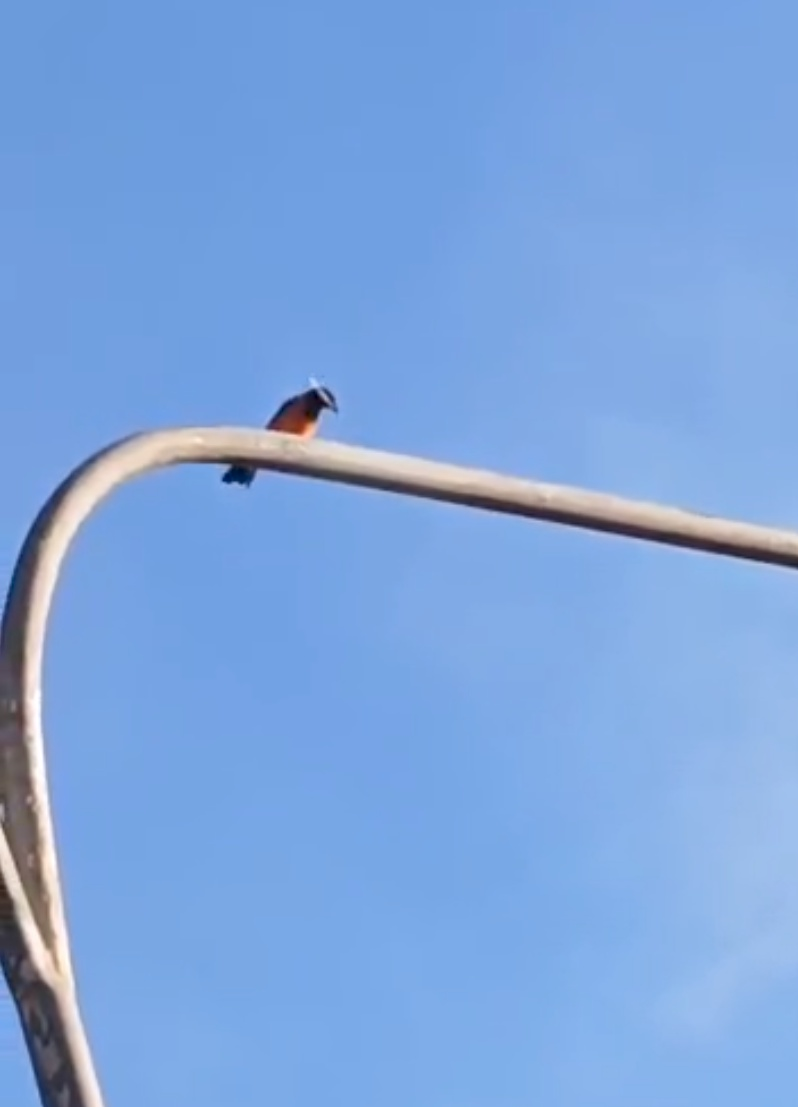 Campo Troupial - ML644945615