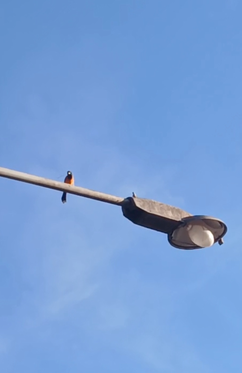 Campo Troupial - ML644945616