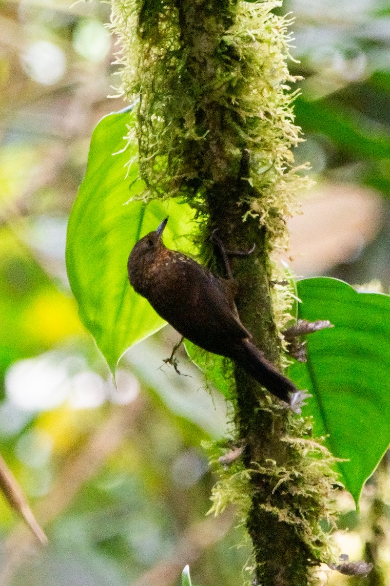 Spotted Barbtail - ML644945622