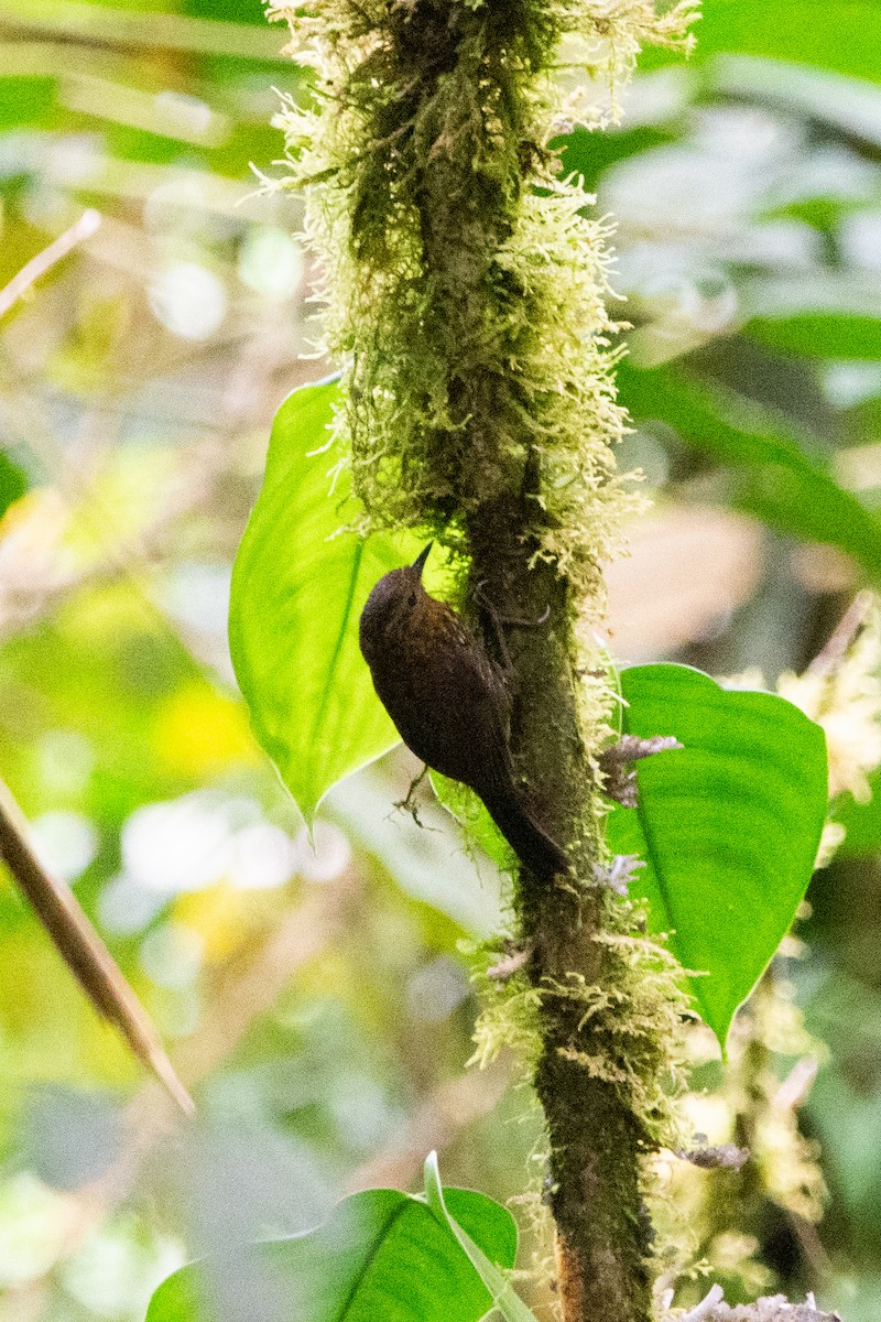 Spotted Barbtail - ML644945623