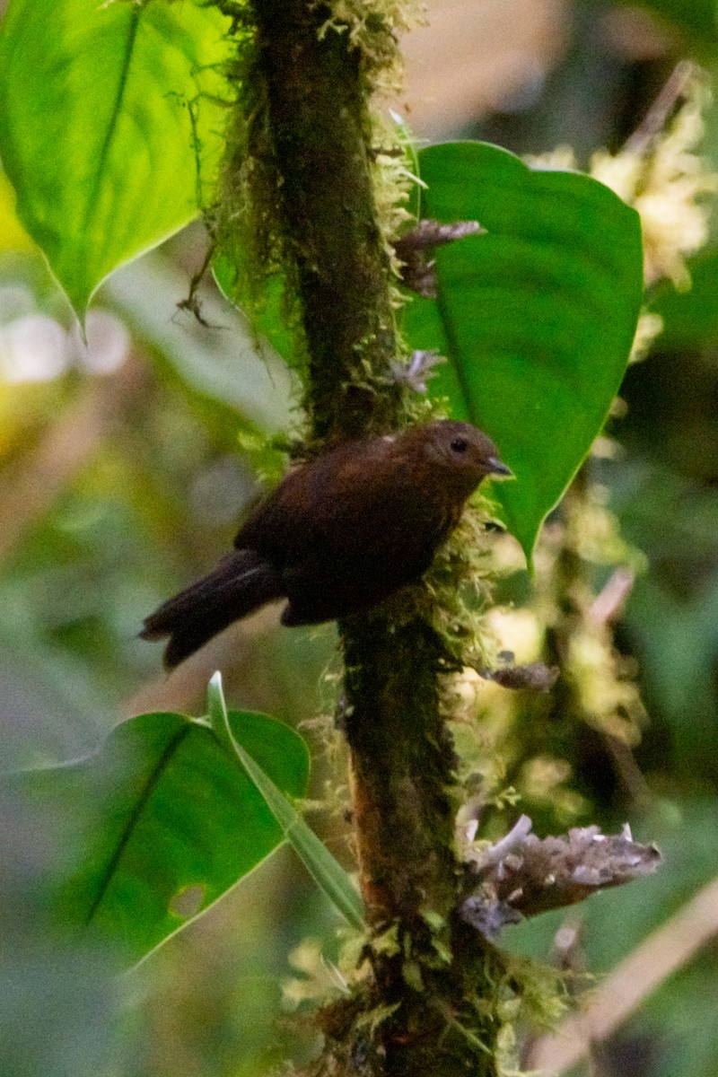 Spotted Barbtail - ML644945624