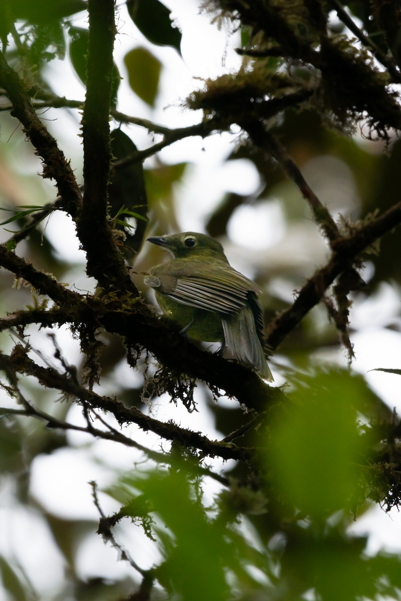 Olivaceous Piha - ML644945704