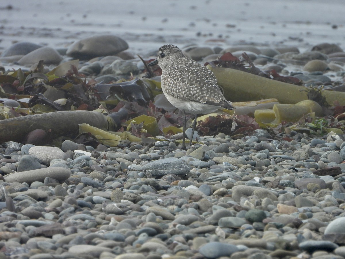 Black-bellied Plover - ML644945708
