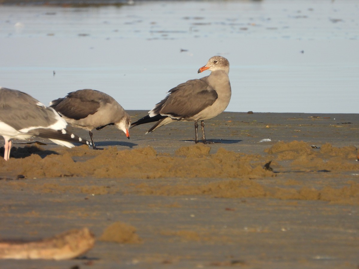 Heermann's Gull - ML644945731