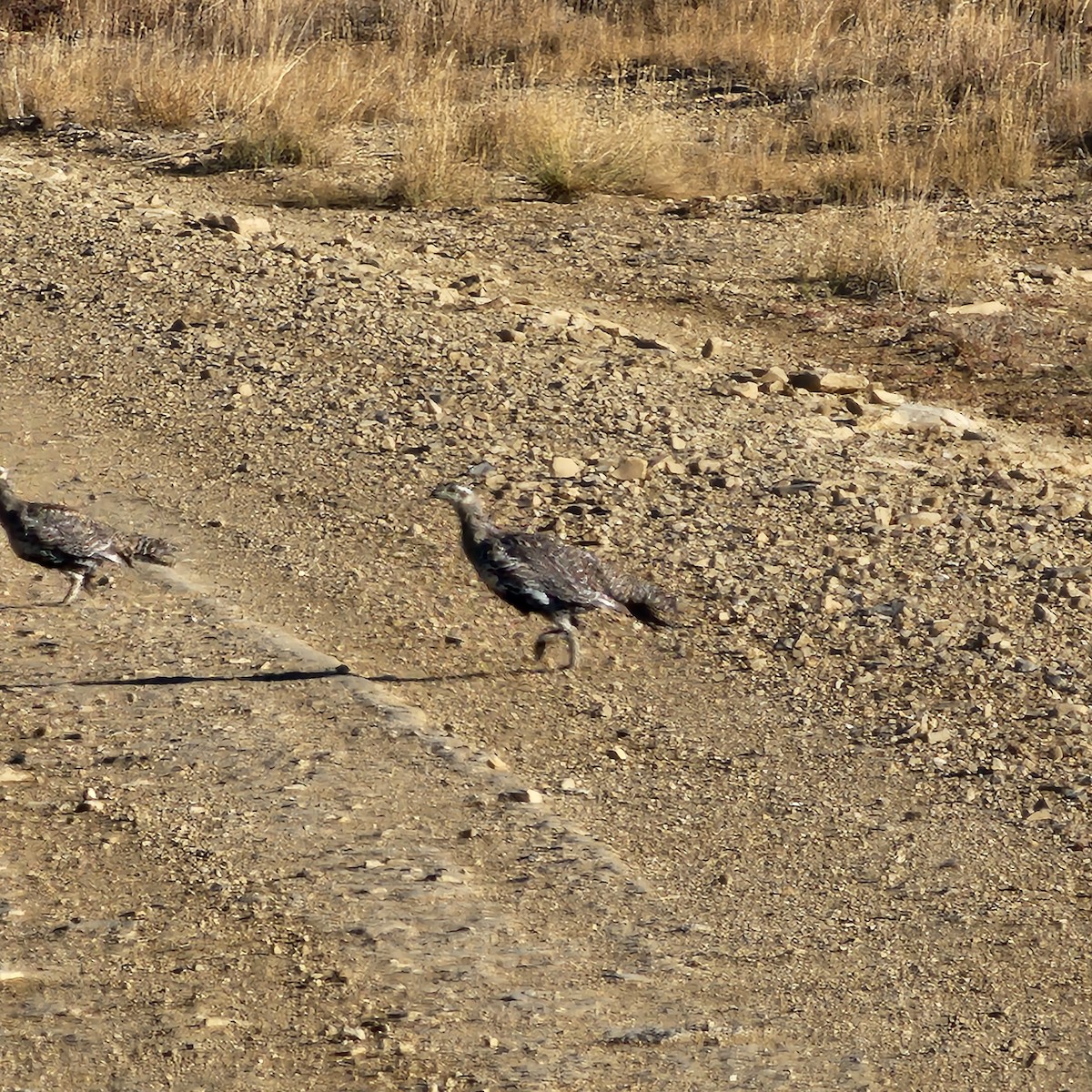 Greater Sage-Grouse - ML644945750
