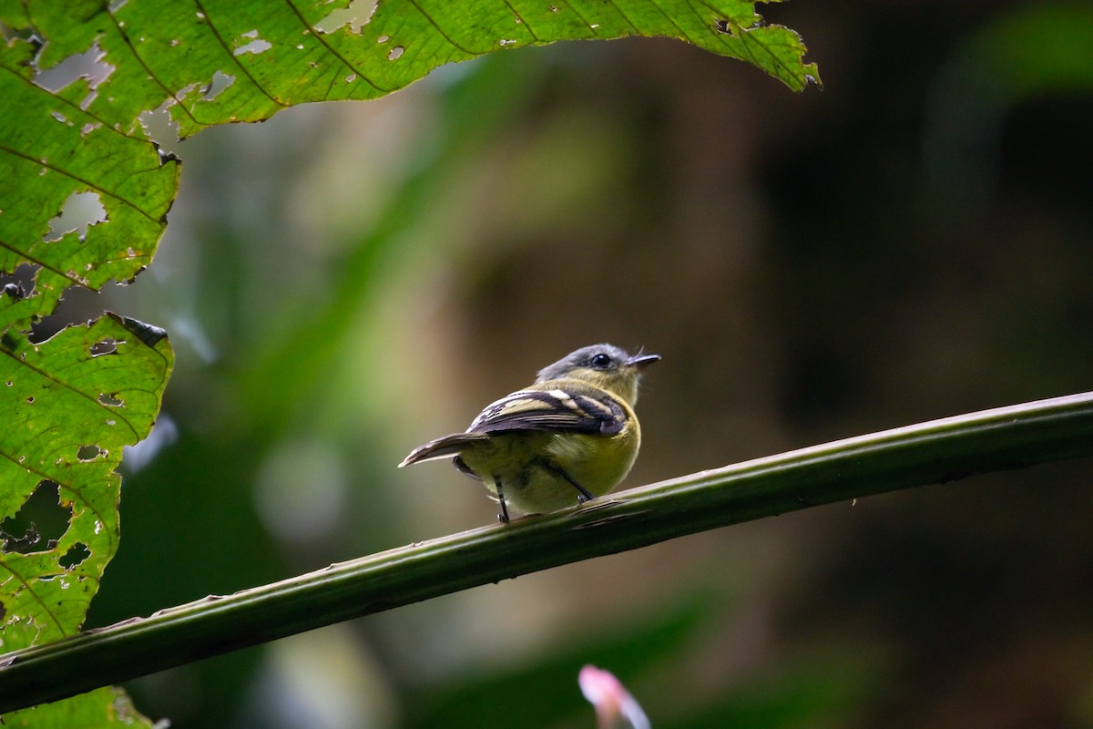 Handsome Flycatcher - ML644945757