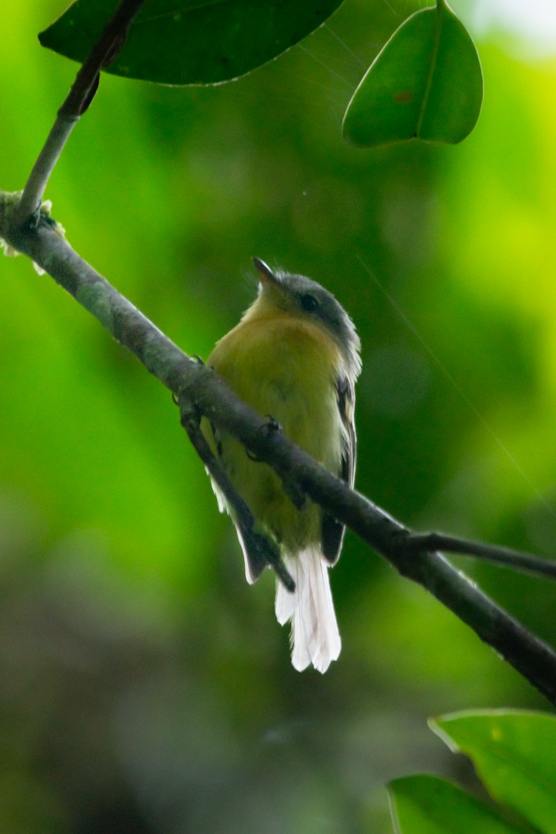 Handsome Flycatcher - ML644945758