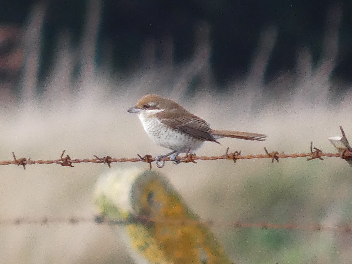 アカモズ - ML644945769