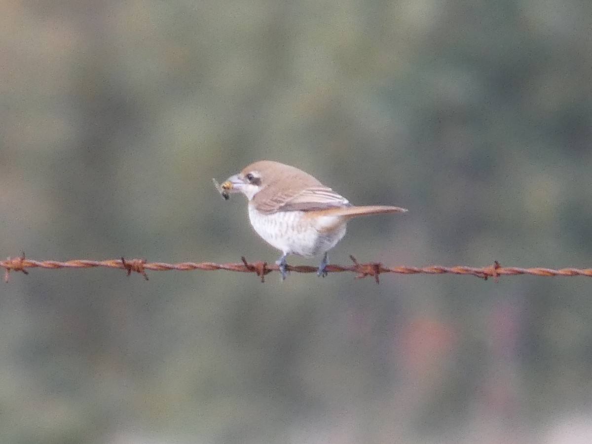 アカモズ - ML644945770