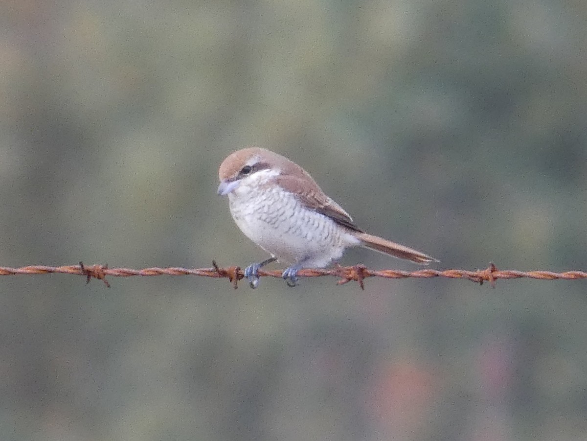 アカモズ - ML644945771