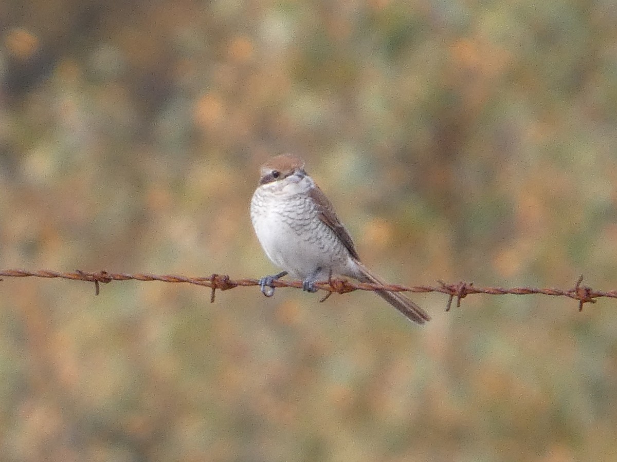 アカモズ - ML644945772