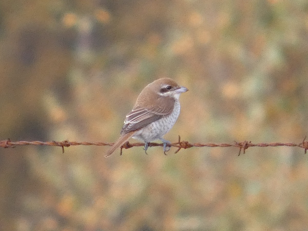 アカモズ - ML644945773