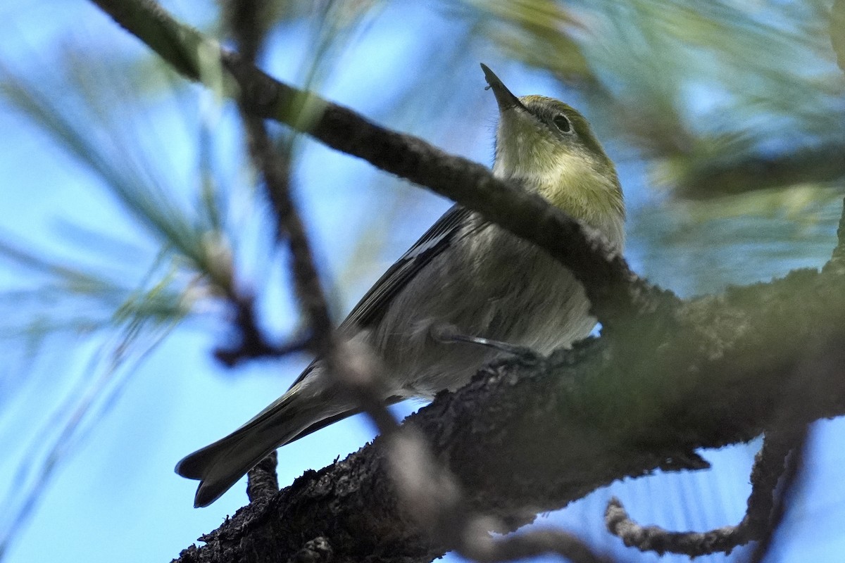 Olive Warbler - ML644945775