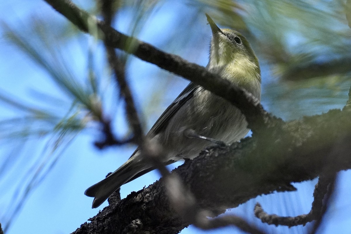 Olive Warbler - ML644945776