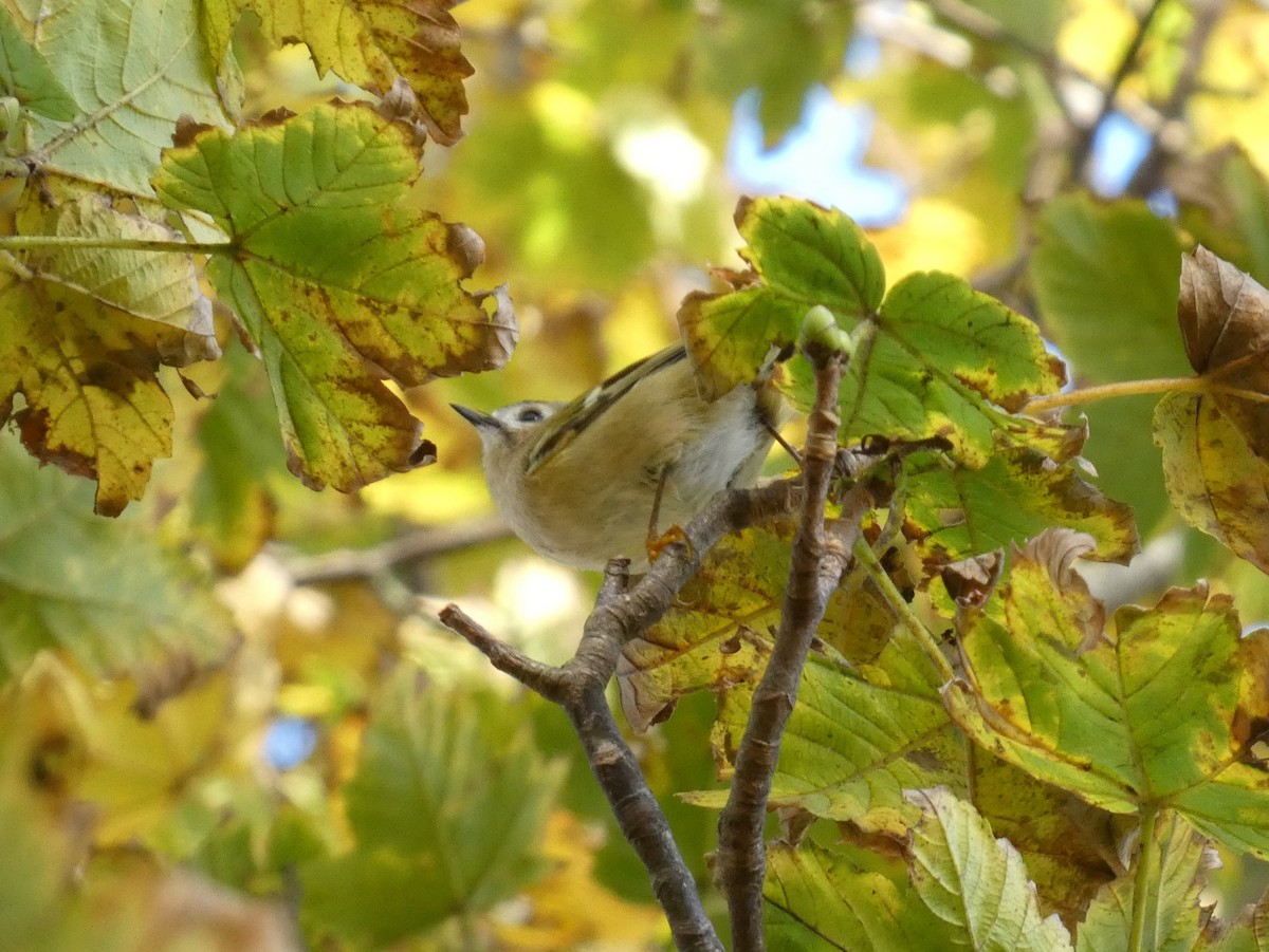 キクイタダキ - ML644945785