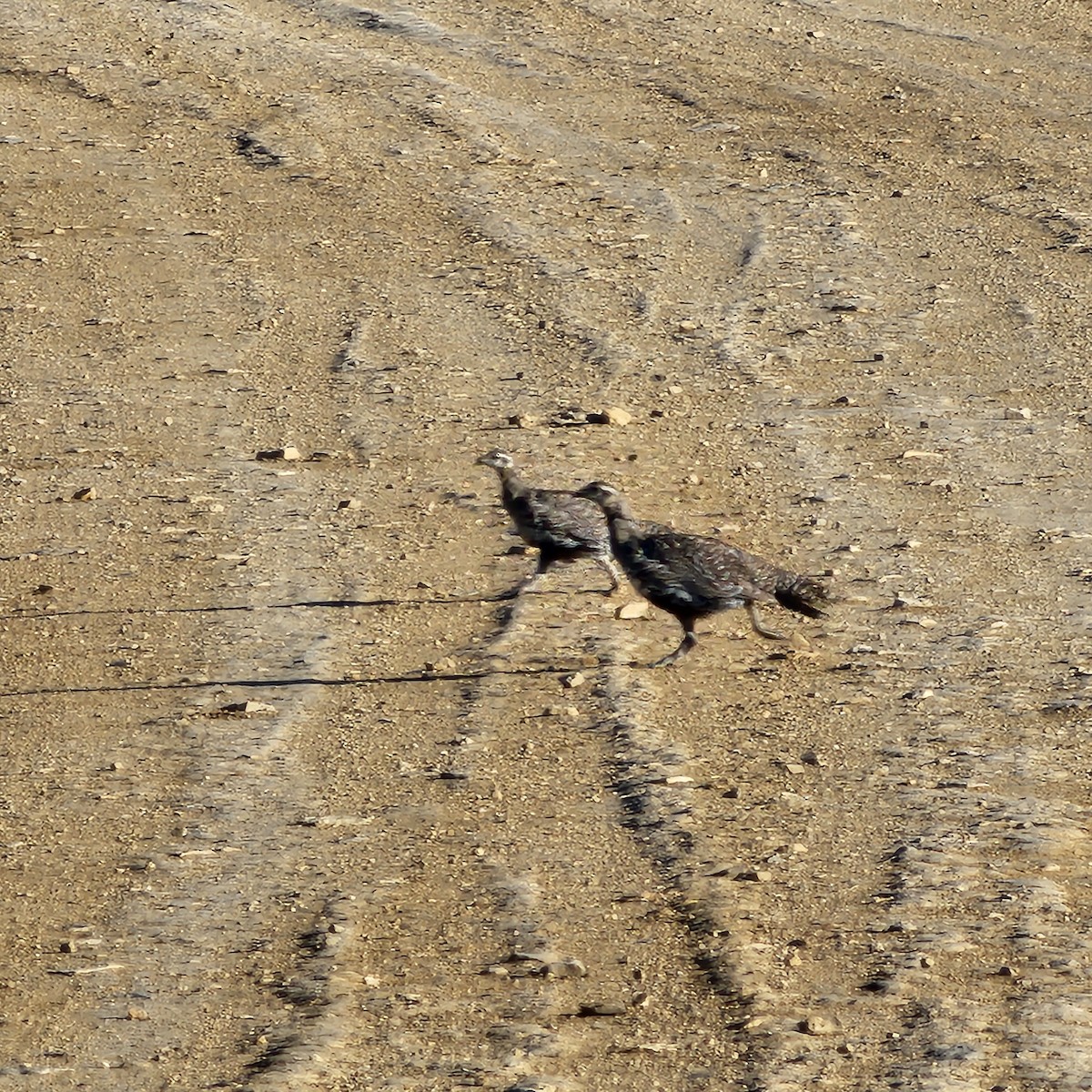 Greater Sage-Grouse - ML644945793