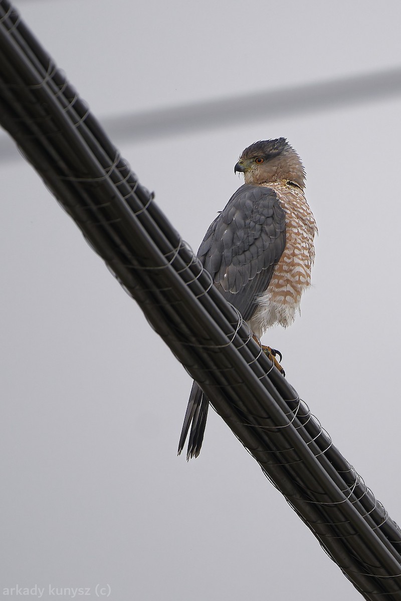 Cooper's Hawk - ML644945811