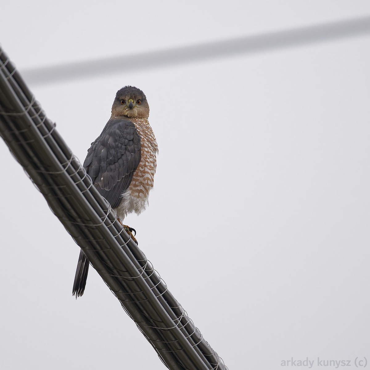 Cooper's Hawk - ML644945812