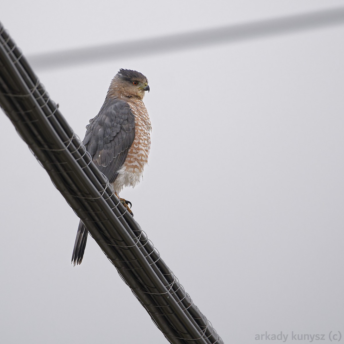 Cooper's Hawk - ML644945813
