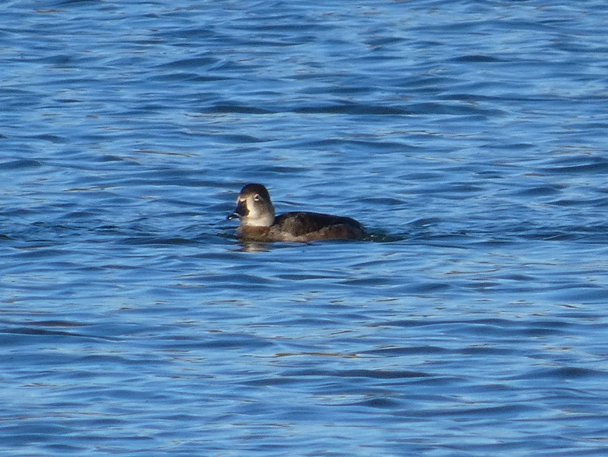 クビワキンクロ - ML644945875