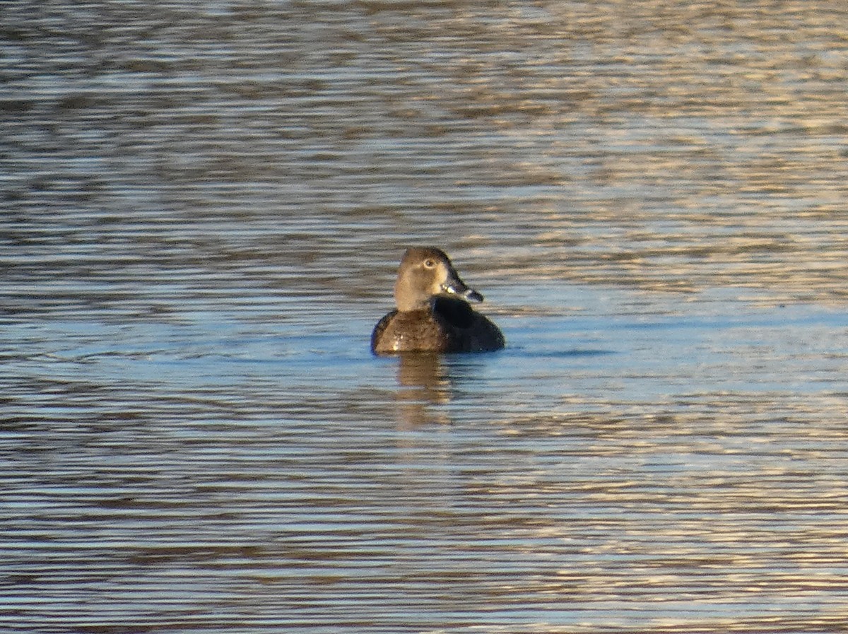 クビワキンクロ - ML644945876