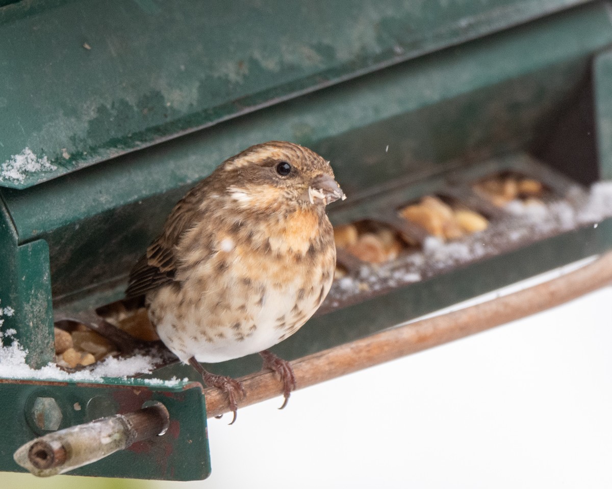 Purple Finch - ML644945892