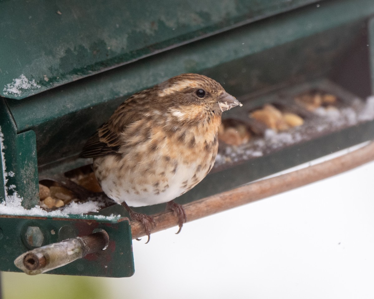 Purple Finch - ML644945893