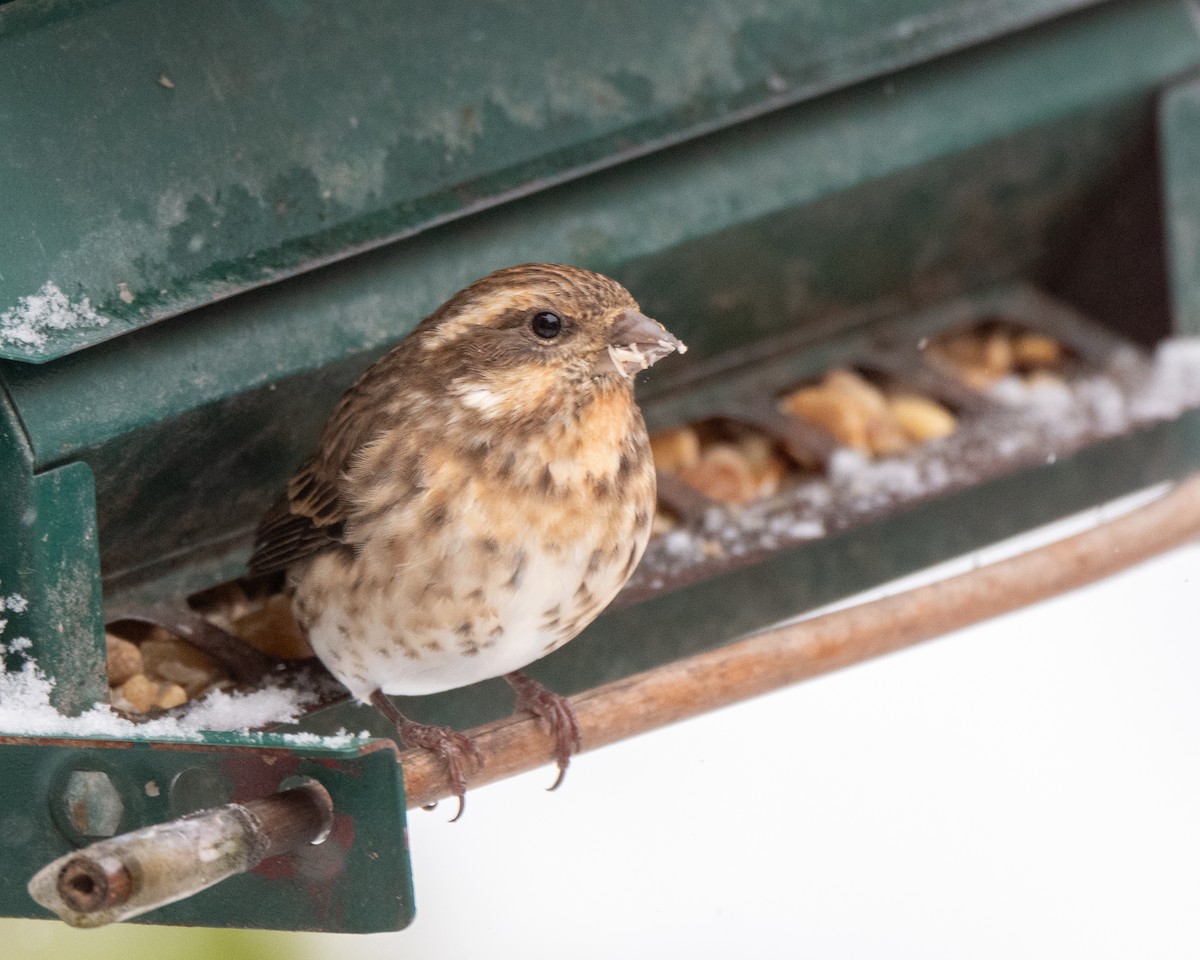 Purple Finch - ML644945894