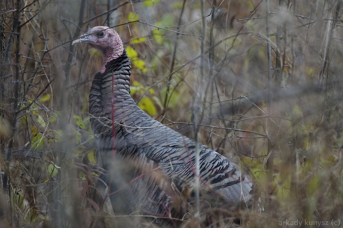 Wild Turkey - ML644945896