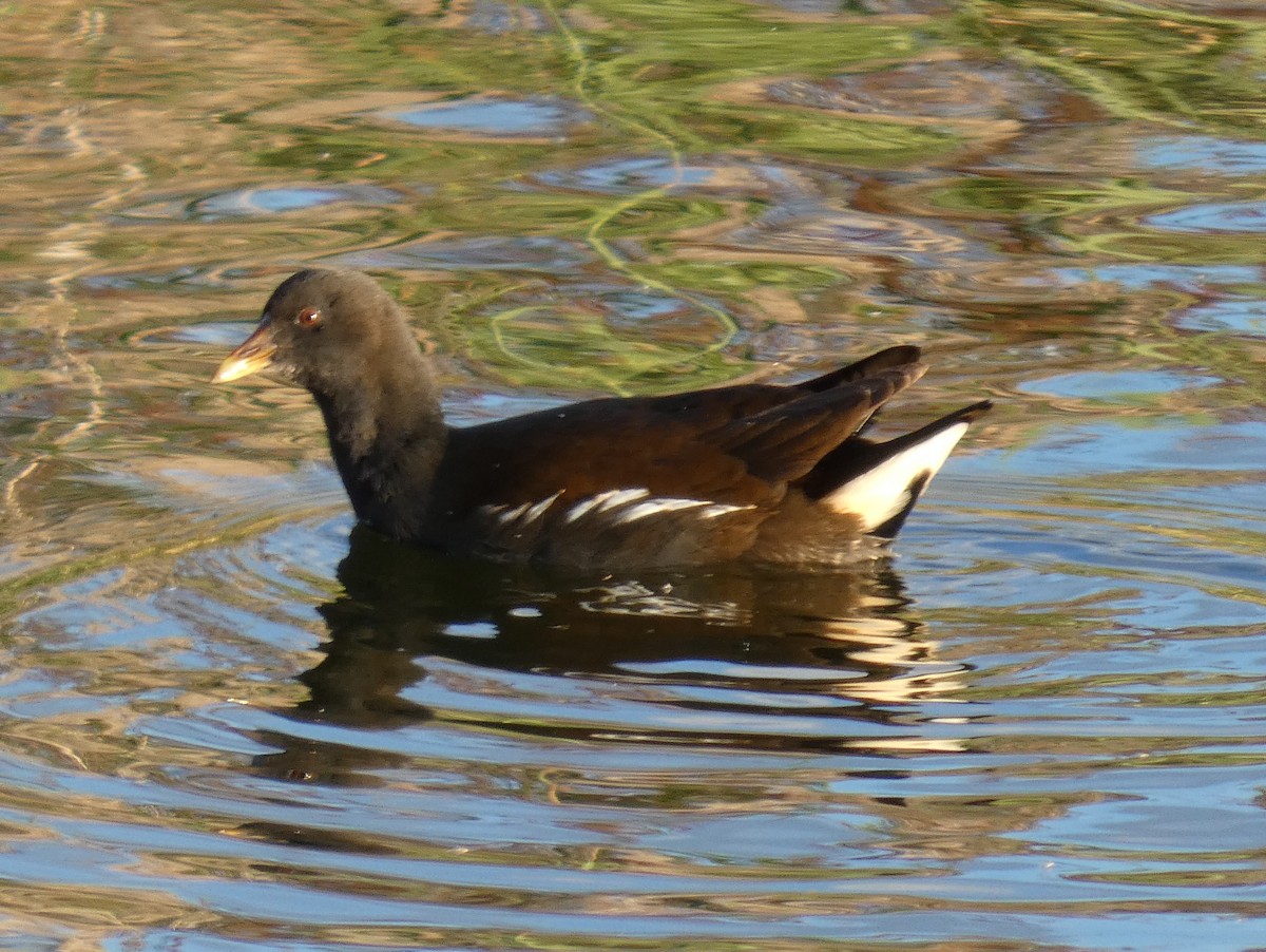 バン - ML644945897