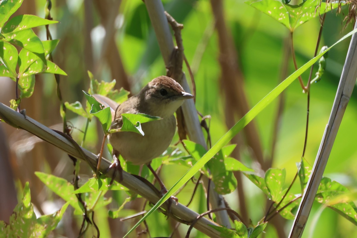 nymfesanger - ML644945898