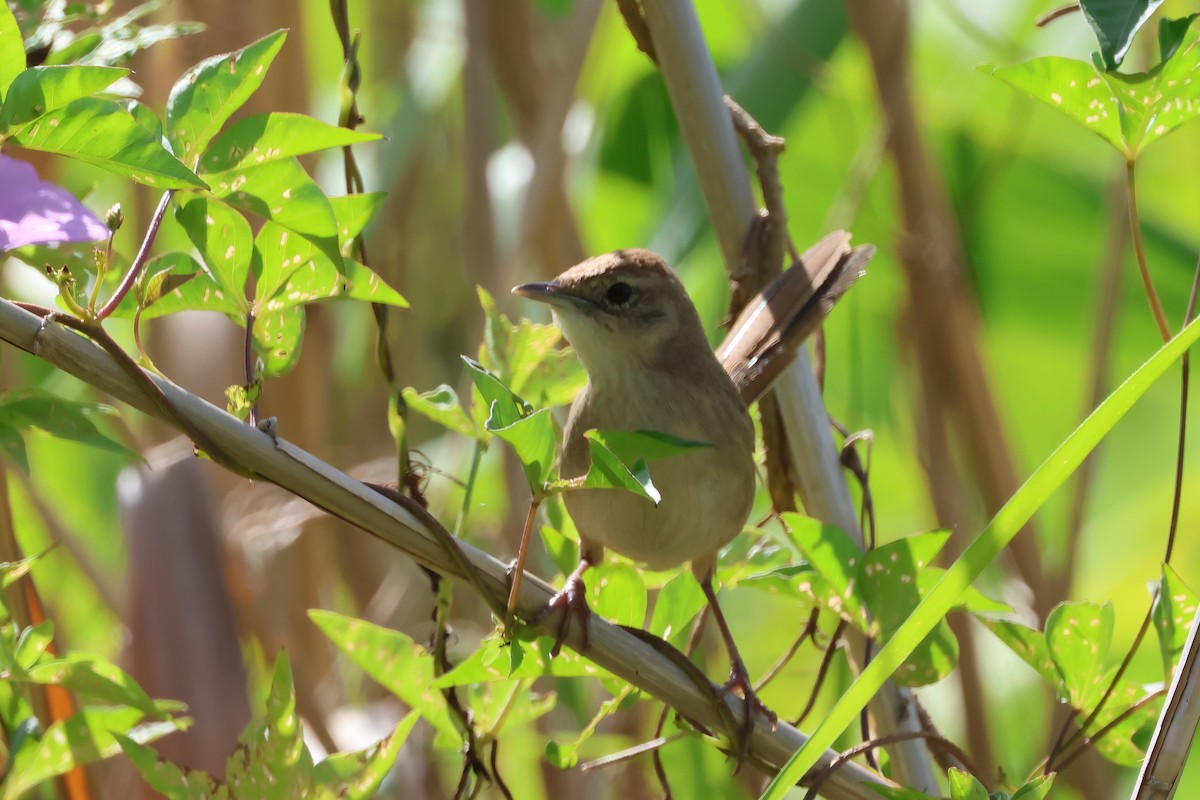 nymfesanger - ML644945899