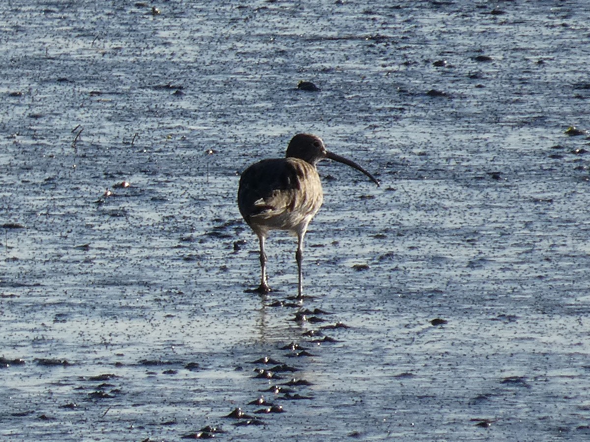 ダイシャクシギ - ML644945903