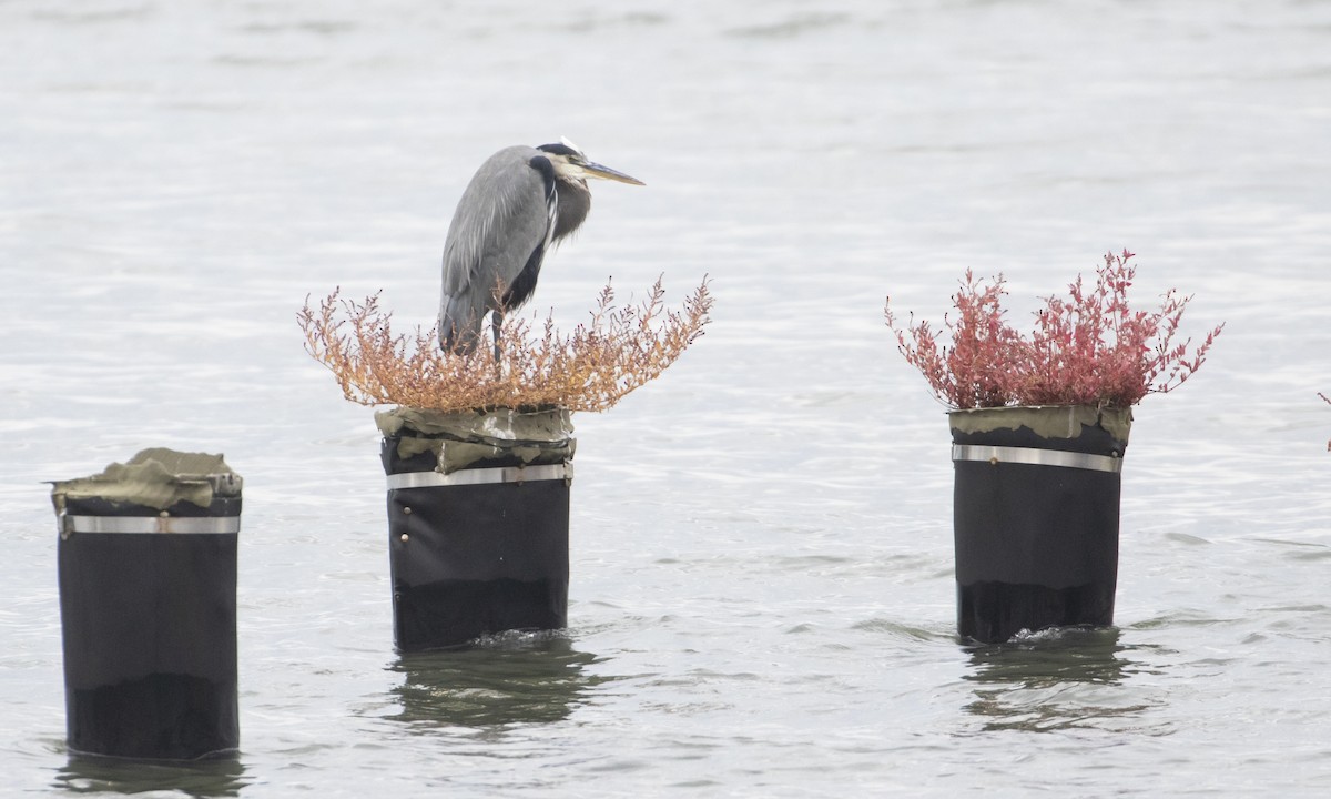 Great Blue Heron - ML644945914