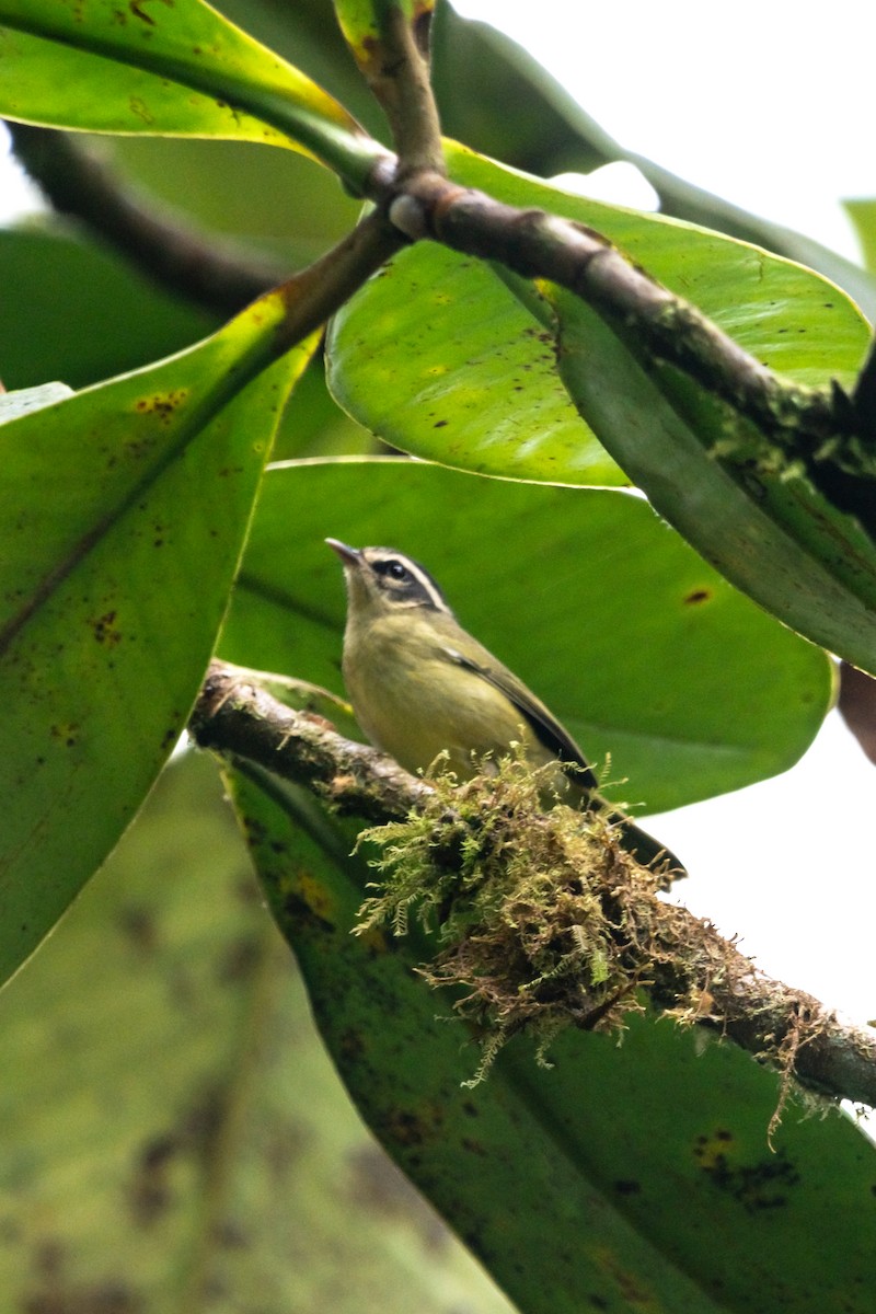 Three-striped Warbler - ML644945925