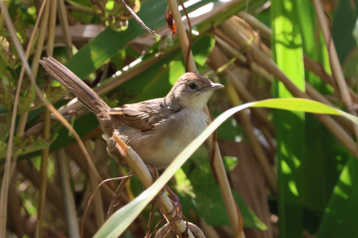 nymfesanger - ML644945931