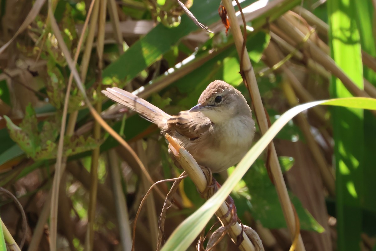 nymfesanger - ML644945932