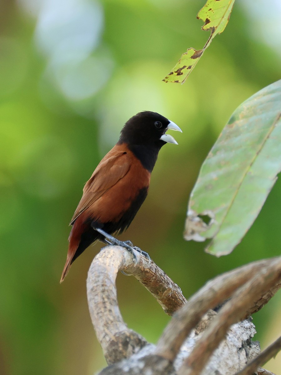 Chestnut Munia - ML644945965
