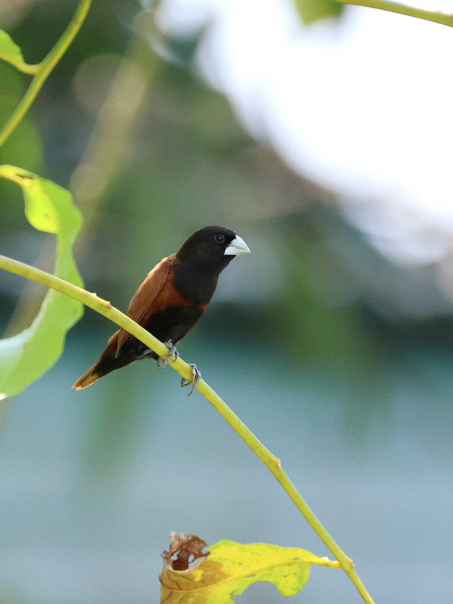 Chestnut Munia - ML644945967