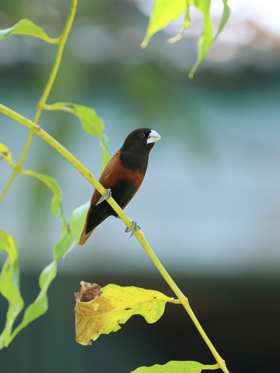 Chestnut Munia - ML644945969