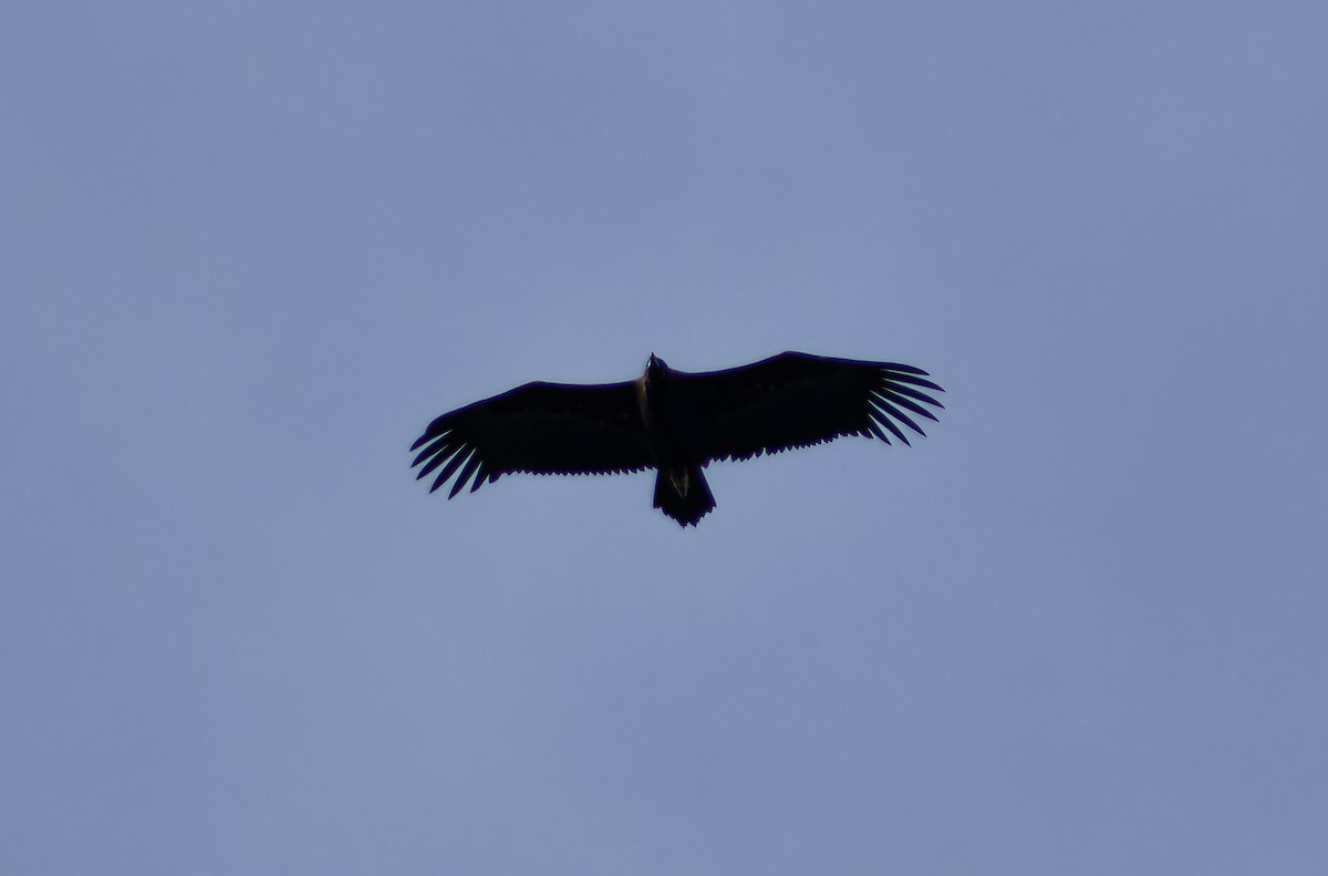 Buitre Negro - ML644945997