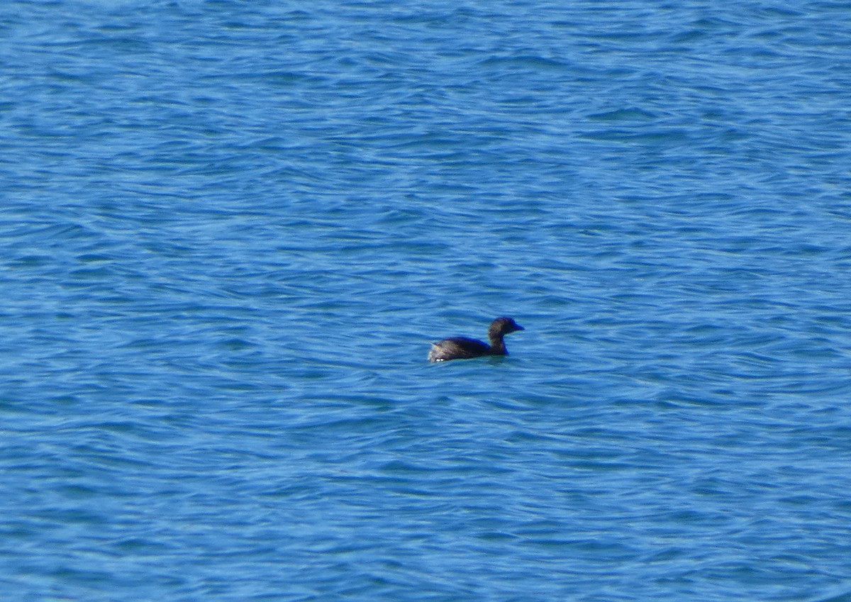 Pied-billed Grebe - ML644946000