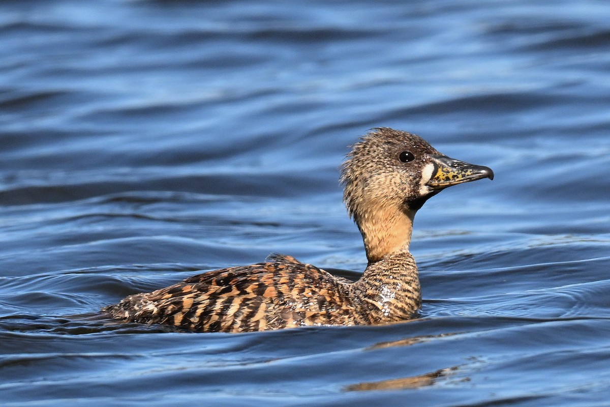 White-backed Duck - ML644946008