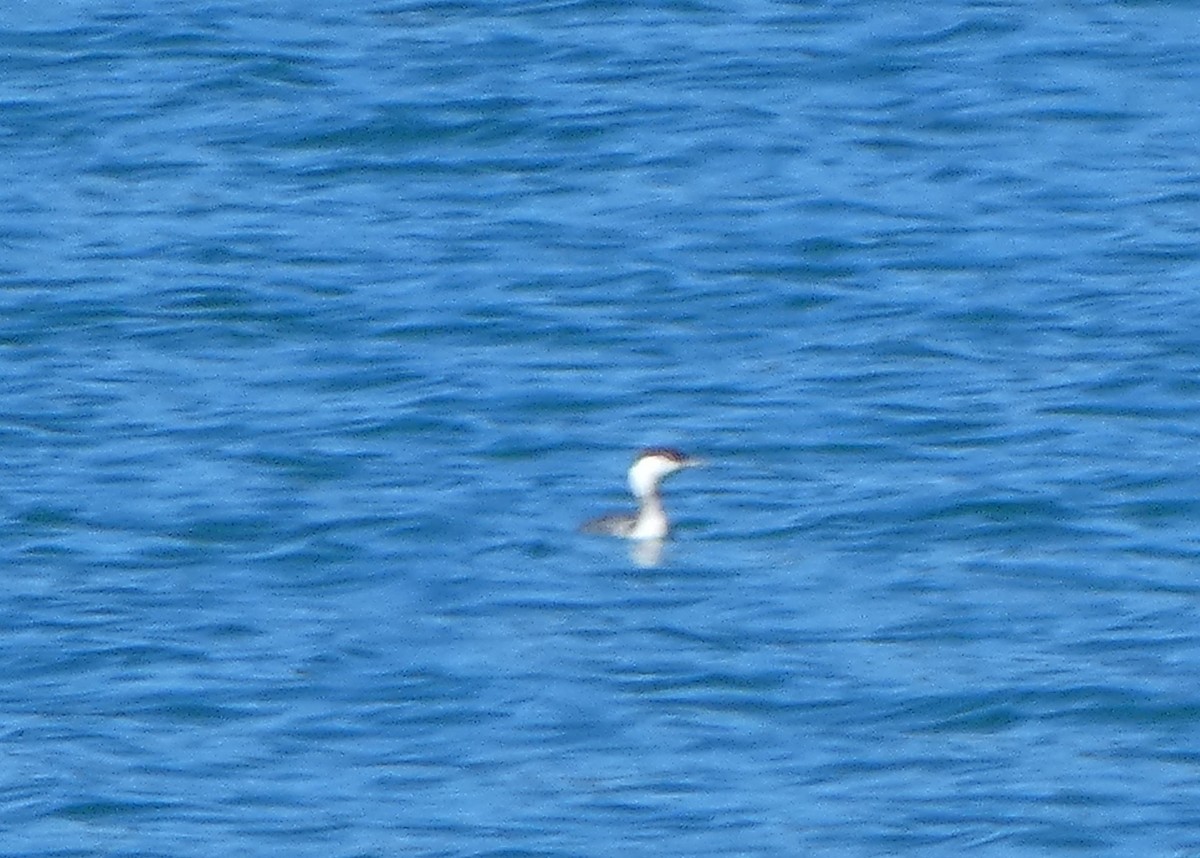 Horned Grebe - ML644946017