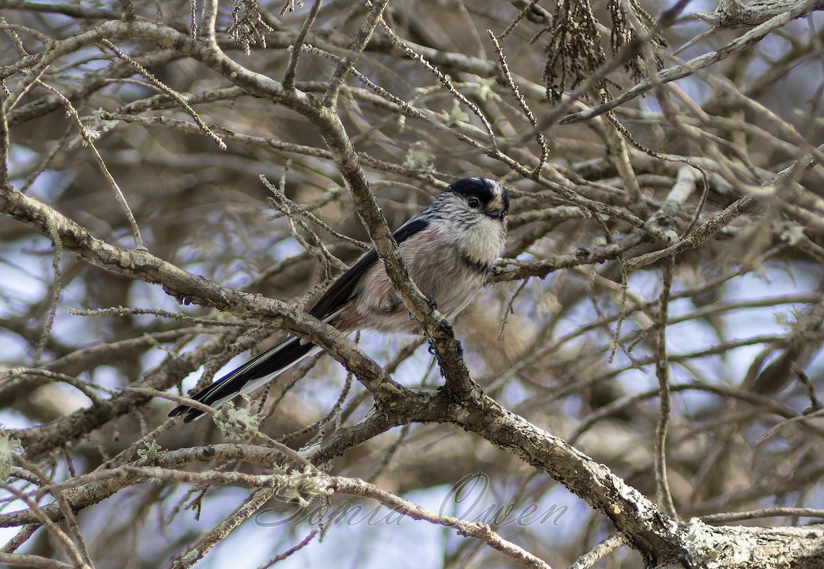 Long-tailed Tit - ML644946021