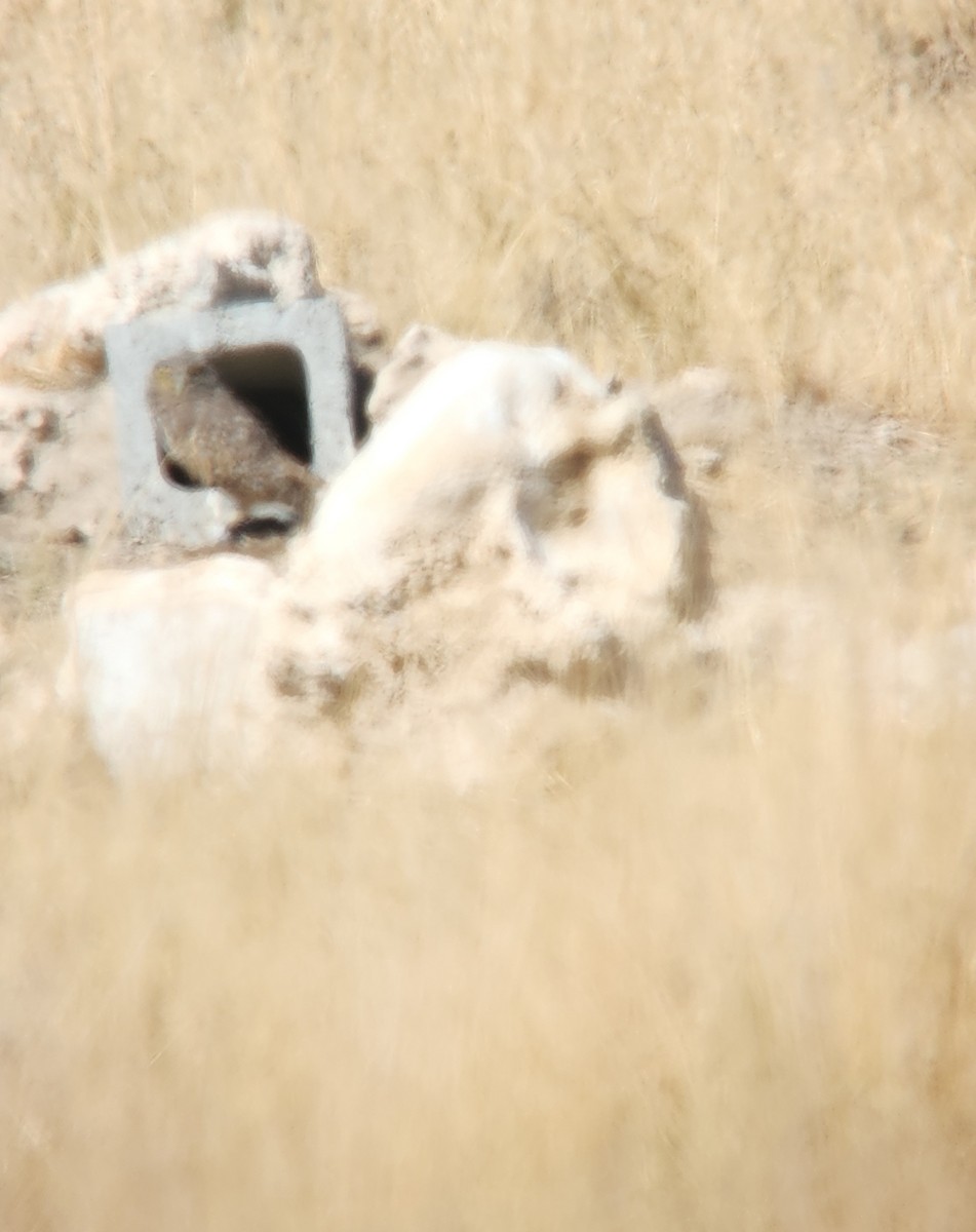 Burrowing Owl - ML644946022