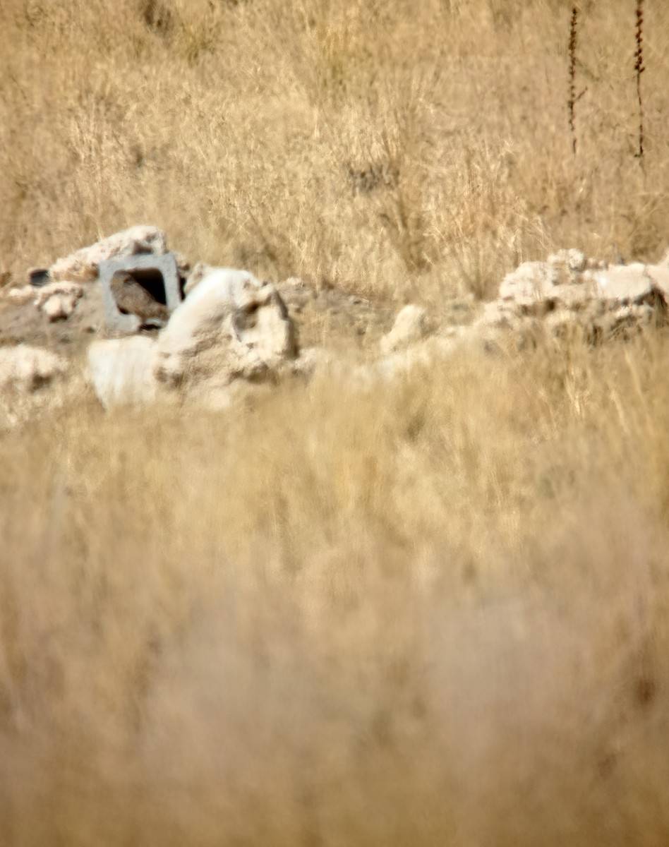 Burrowing Owl - ML644946056