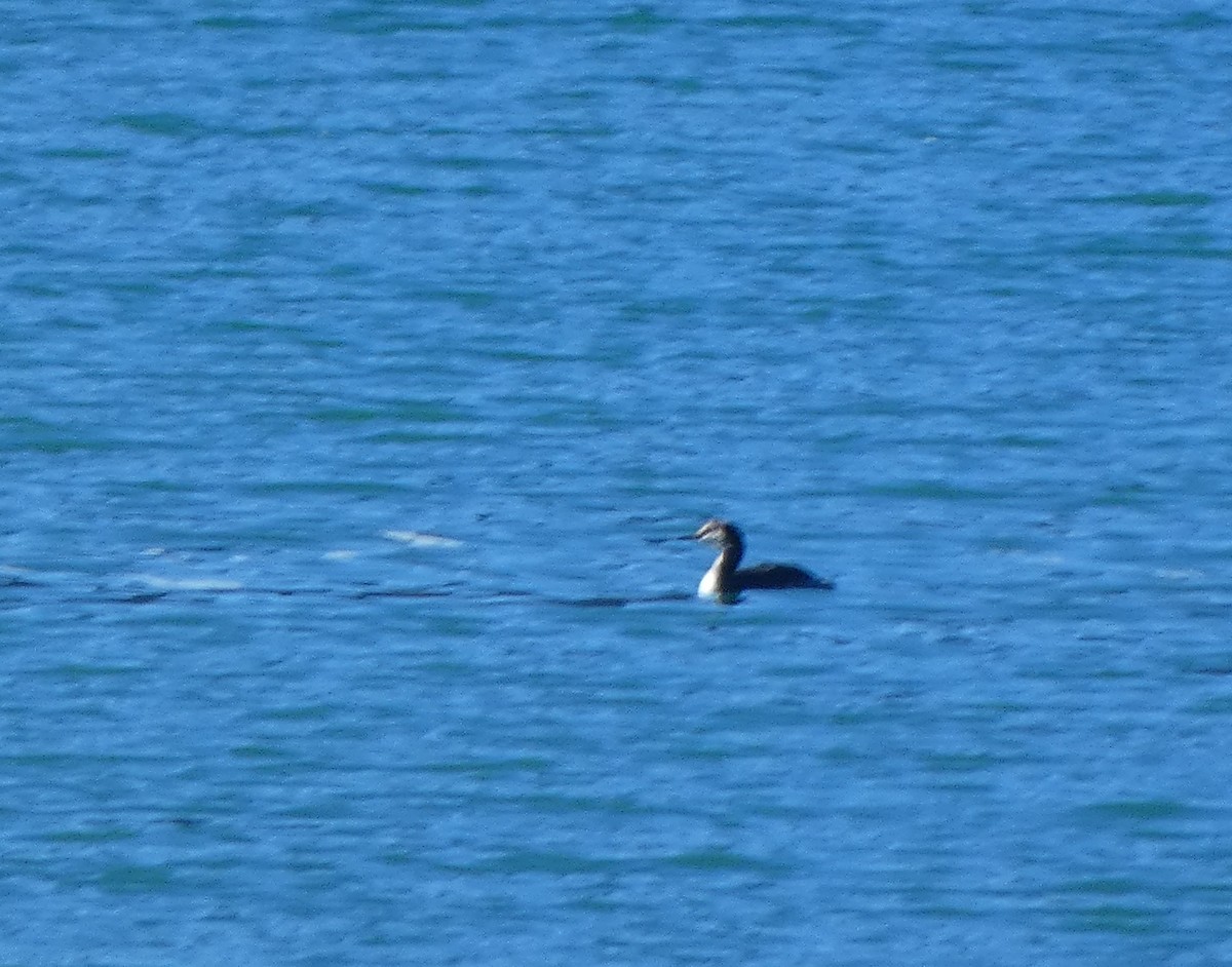 Red-necked Grebe - ML644946065