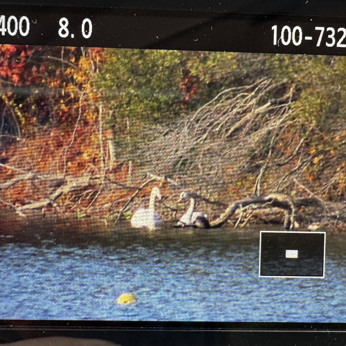 Mute Swan - ML644946070